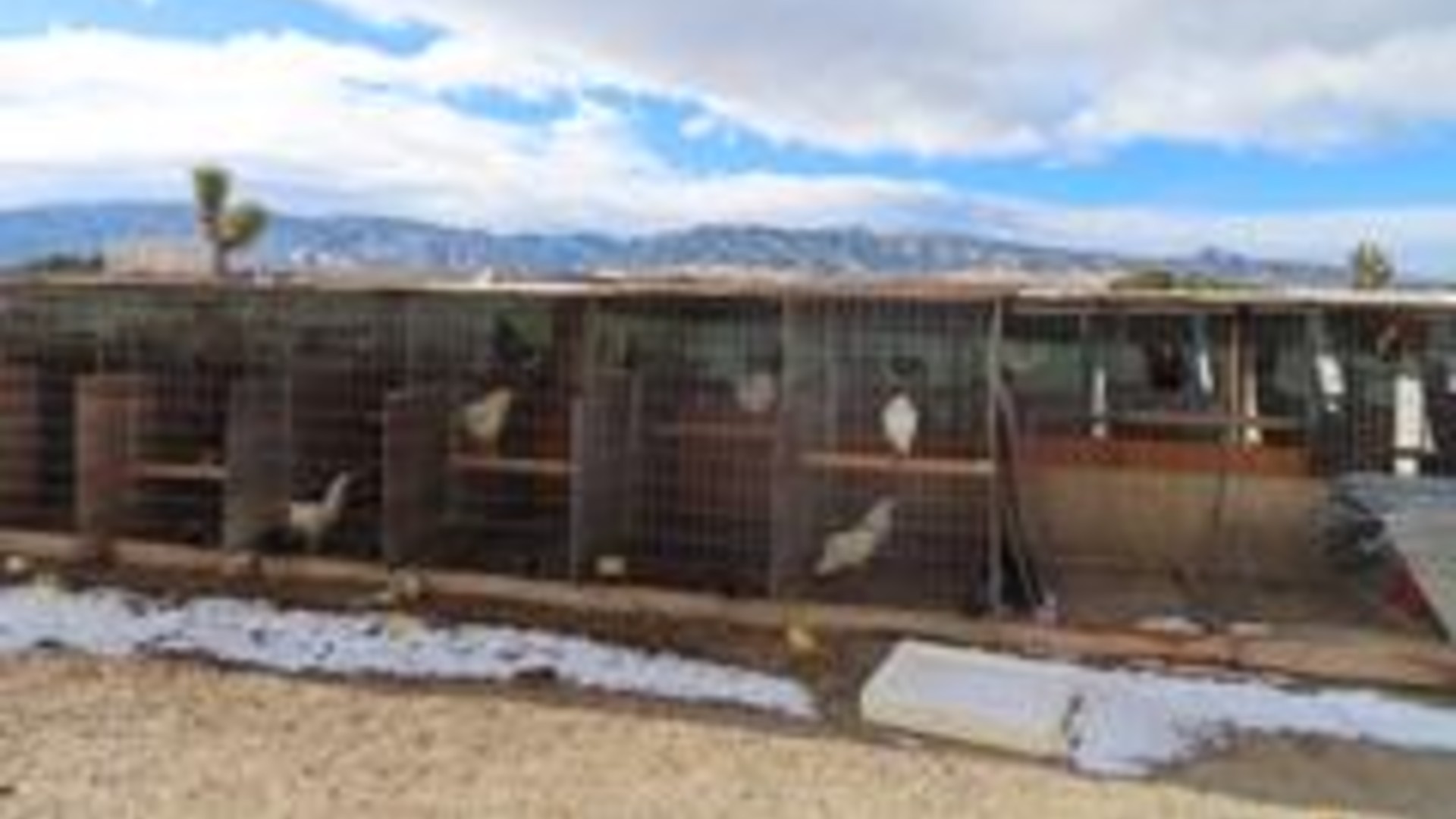 The Los Angeles County Sheriff's released this photo of some of the birds found on the Llano property.