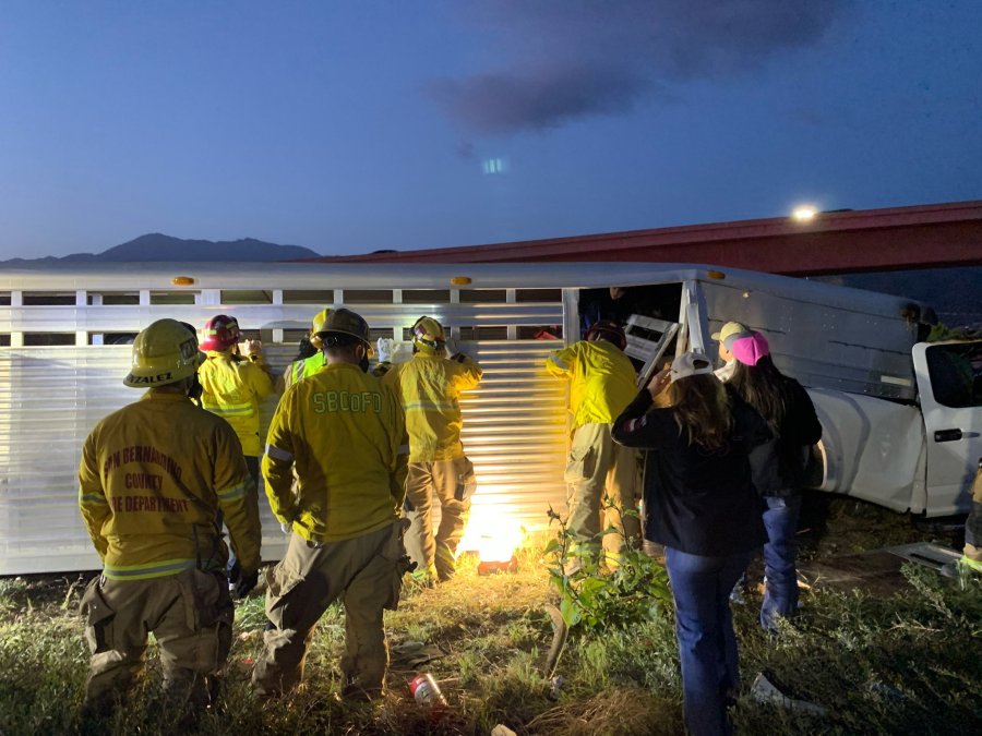 Firefighters and volunteers work to extricate about two dozen cows and a horse that were trapped in a crashed trailer on Saturday evening. The truck that was hauling the trailer had crashed into a sedan on the northbound Interstate 15 near the 210 Freeway in Fontana. Firefighters and volunteers work to extricate about two dozen cows and a horse that were trapped in a crashed trailer on Saturday evening. The truck that was hauling the trailer had crashed into a sedan on the northbound Interstate 15 near the 210 Freeway in Fontana. (Photo: San Bernardino County Fire Department)