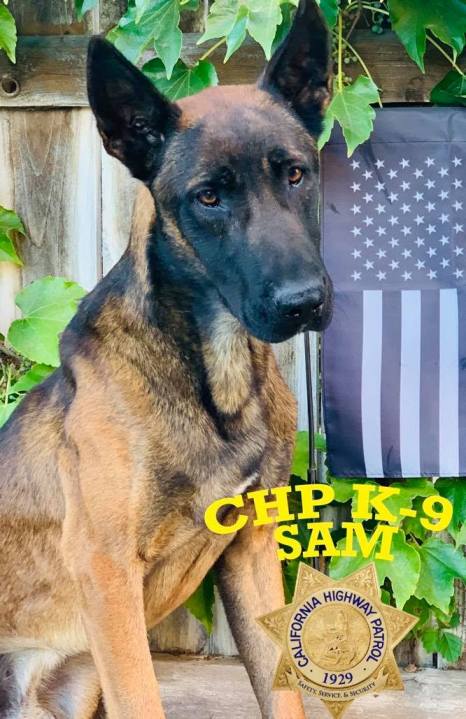 California Highway Patrol K-9 Officer Sam is seen in a photo released by the agency on March 29, 20201.