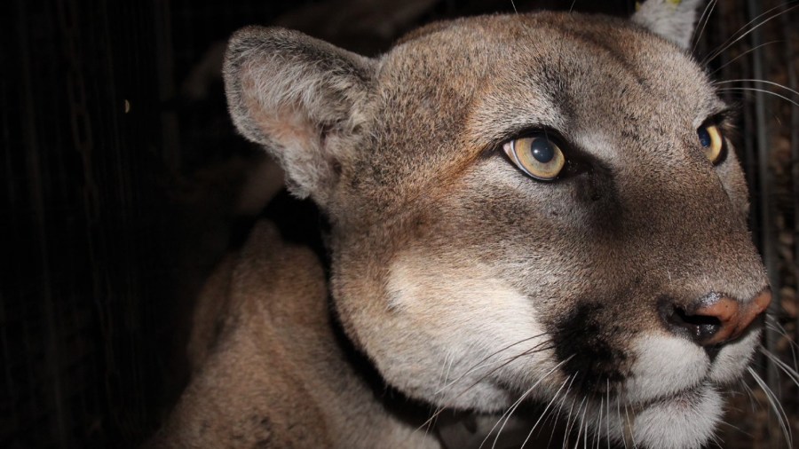 A mountain lion, dubbed P-78, is seen in a photo shared by the Santa Monica Mountains National Recreation Area on March 31, 2021.