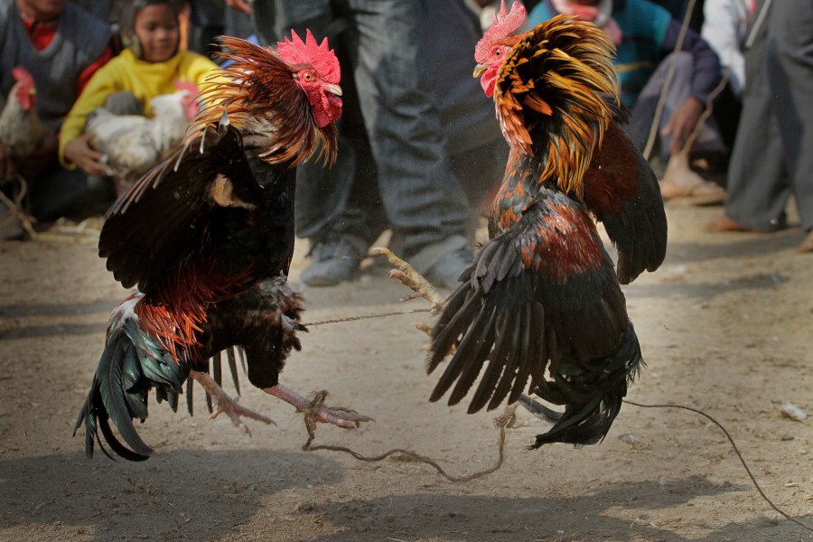 In this Jan. 21, 2011 file photo, people watch a cock fight during the Jonbeel festival in Jagiroad, about 75 kilometers (47 miles) east of Gauhati, north eastern Assam state, India. A man was killed by a rooster with a blade tied to its leg during an illegal cockfight in southern India, police said, bringing focus on a practice that continues in some Indian states despite a decades-old ban. (AP Photo/Anupam Nath, File)