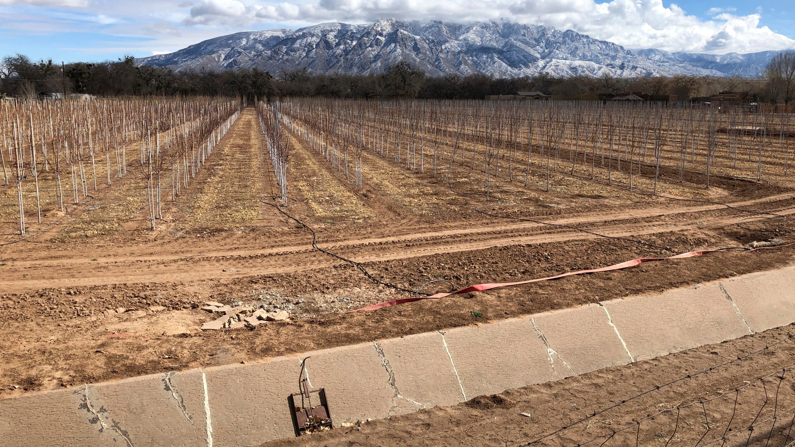 This Feb. 17, 2021 file photo shows an empty irrigation canal at a tree farm in Corrales, N.M., with the Sandia Mountains in the background, as much of the West is mired in drought, with New Mexico, Arizona, Nevada and Utah being among the hardest hit. (AP Photo/Susan Montoya Bryan)