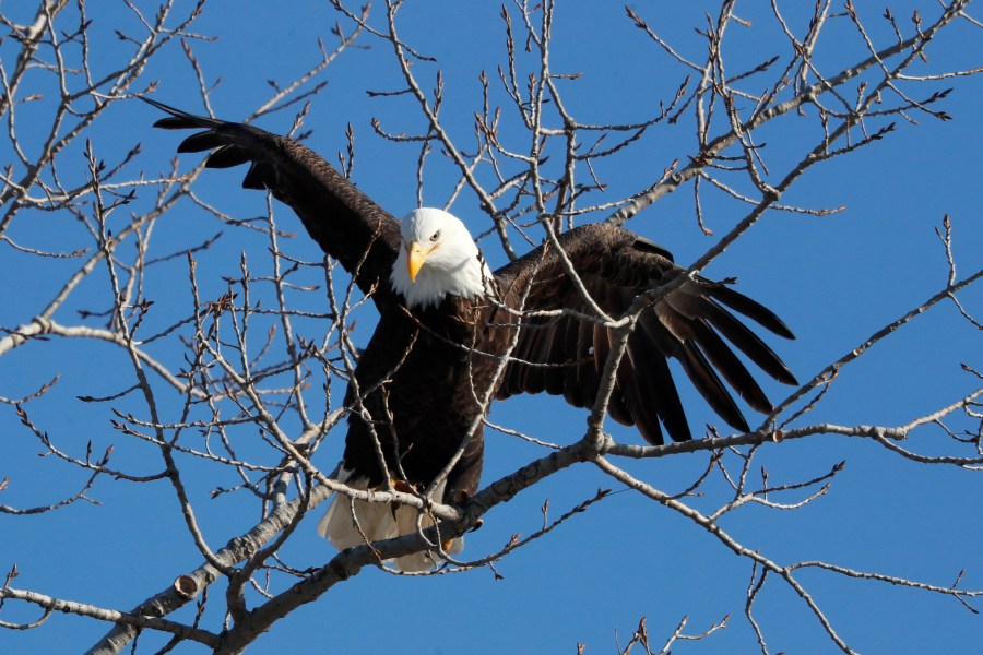 In this Feb. 6, 2020, file photo, a bald eagle lands in a tree overlooking the Des Moines River in Des Moines, Iowa. The number of American bald eagles has quadrupled since 2009, with more than 300,000 birds soaring over the lower 48 states, government scientists said Wednesday, March 24, 2021, in a new report. (AP Photo/Charlie Neibergall, File)