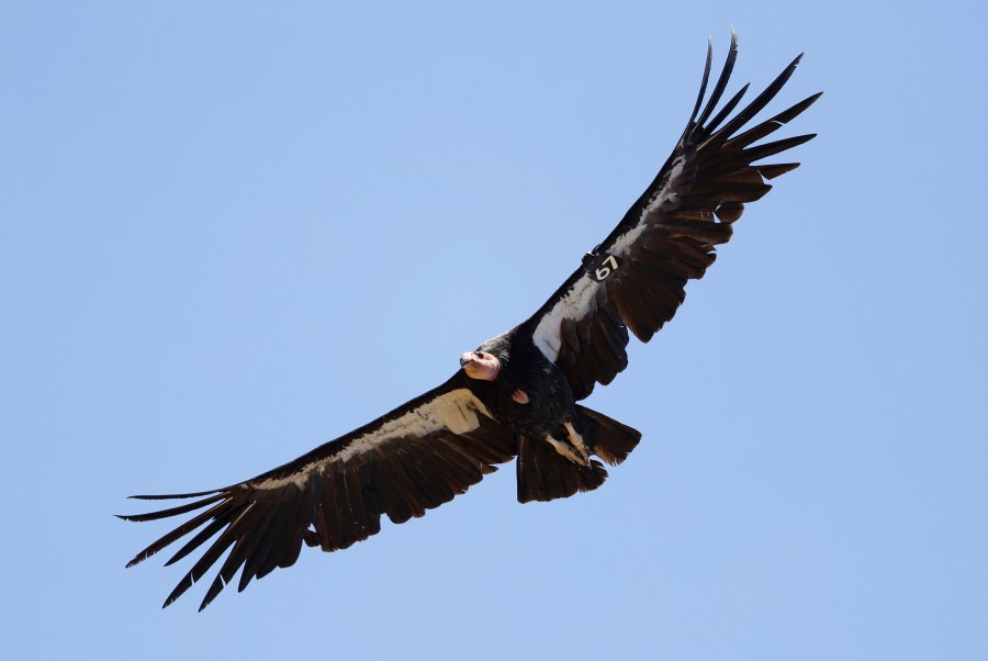 In this June 21, 2017, file photo, a California condor takes flight in the Ventana Wilderness east of Big Sur, Calif. (AP Photo/Marcio Jose Sanchez, File)