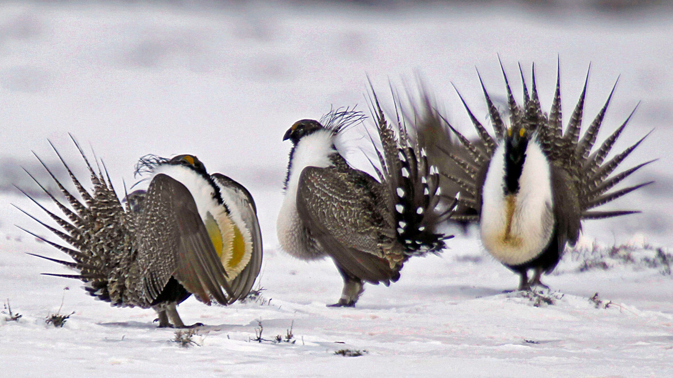 In this April 20, 2013, file photo, male greater sage grouse perform mating rituals for a female grouse, not pictured, on a lake outside Walden, Colo.(AP Photo/David Zalubowski, File)