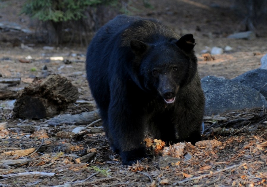 A black bear scavenges for food beside tourists near the famous General Sherman tree at the Sequoia National Park in Central California on October 10, 2009. (Mark Ralston/AFP via Getty Images)