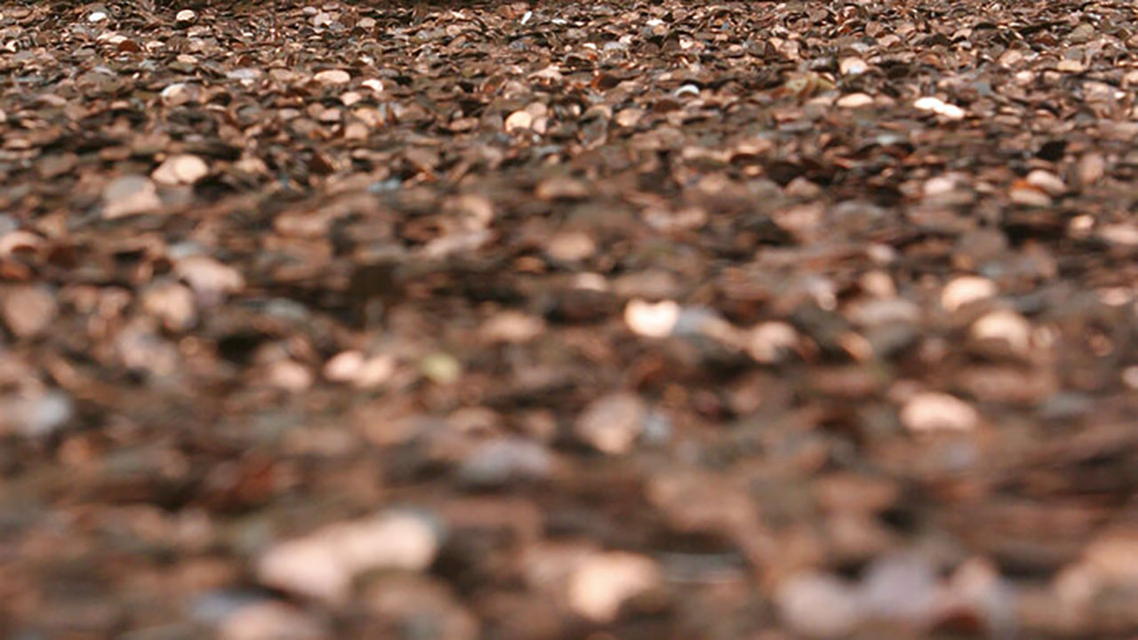 Pennies are seen in a file photo.(AP Photo/Mary Altaffer)