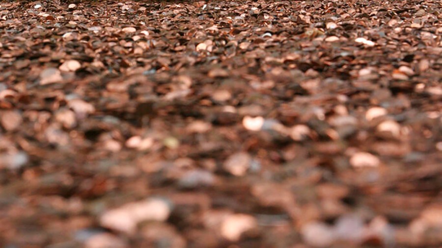 Pennies are seen in a file photo.(AP Photo/Mary Altaffer)