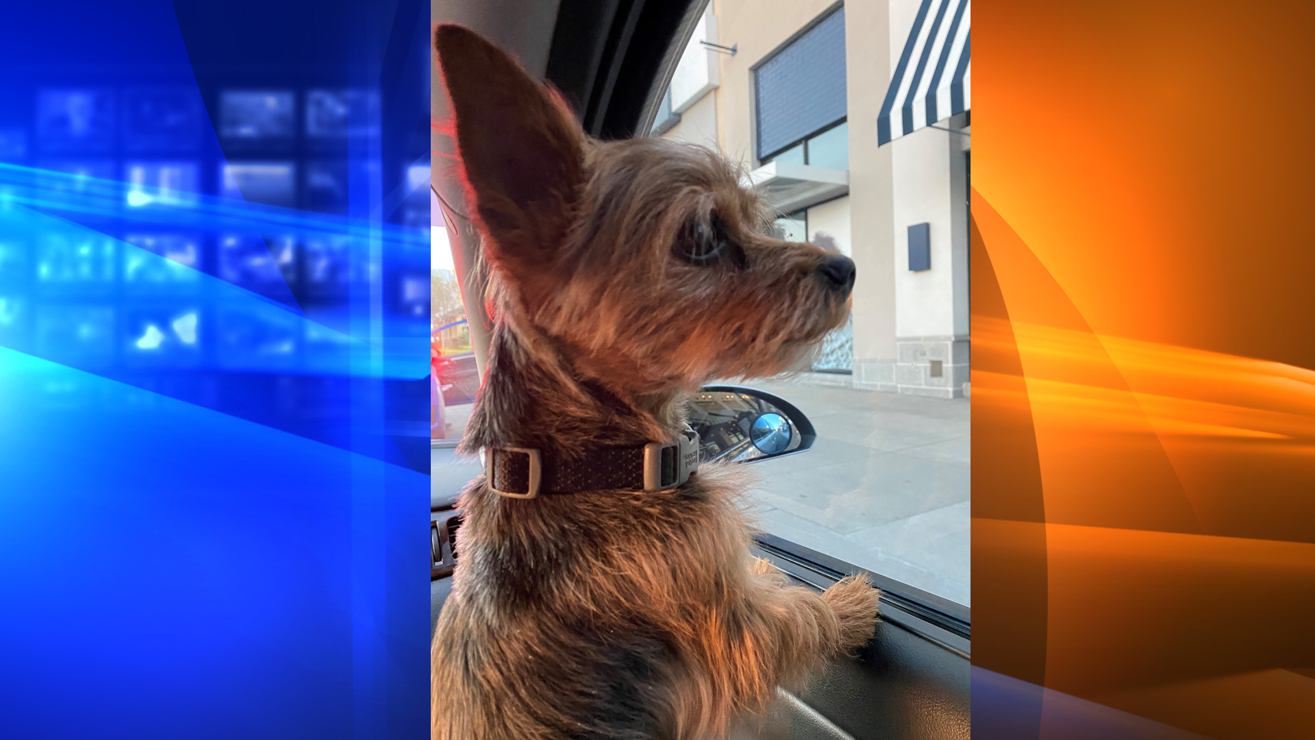 The San Bernardino County Sheriff's Department released this photo a dog stolen from a car in Rancho Cucamonga on March 14, 2021.