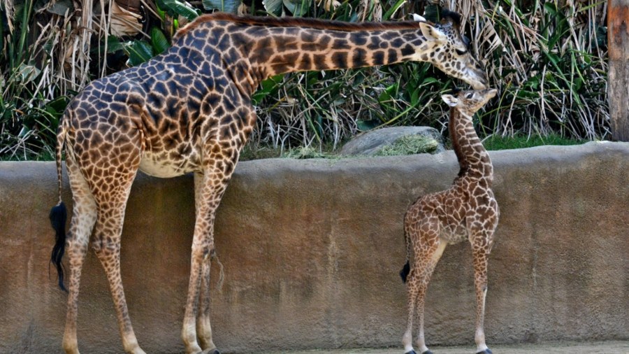 Hasina is seen in a file photo with one of her calfs. (L.A. Zoo)