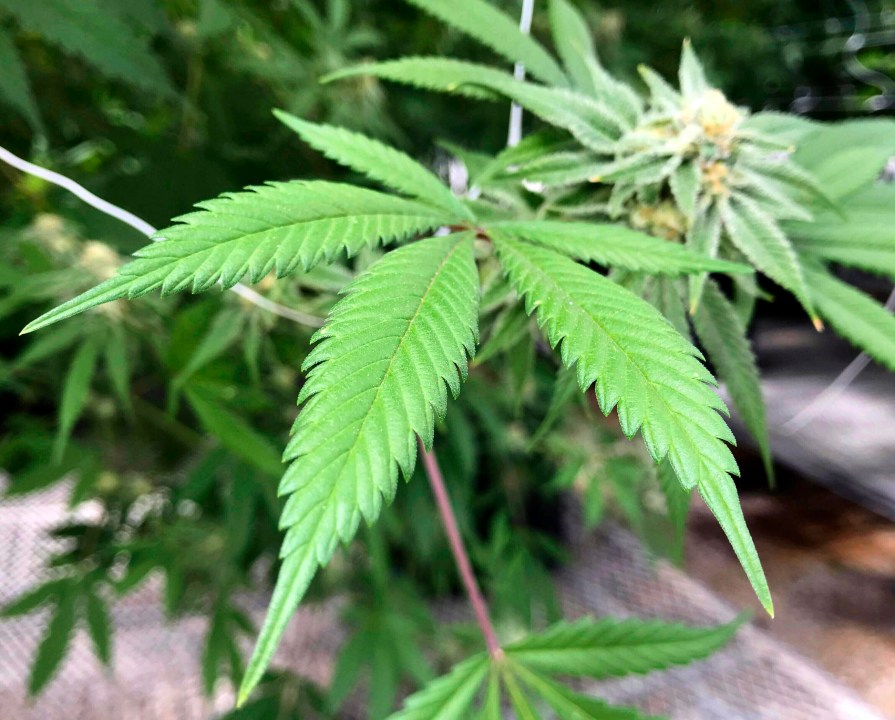 This April 6, 2018, file photo shows the leaves of a marijuana plant inside Ultra Health's cultivation greenhouse in Bernalillo, N.M. (AP Photo/Susan Montoya Bryan, File)