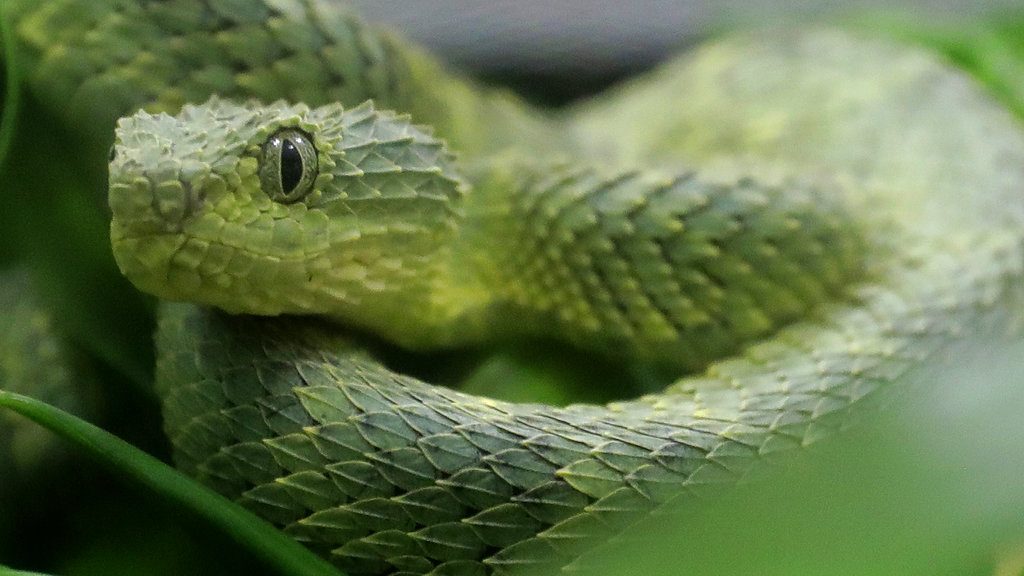 An African Bush Viper venomous snake is displayed for reporters at the Woodland Park Zoo Friday, Dec. 14, 2018, in Seattle. (AP Photo/Ted S. Warren)