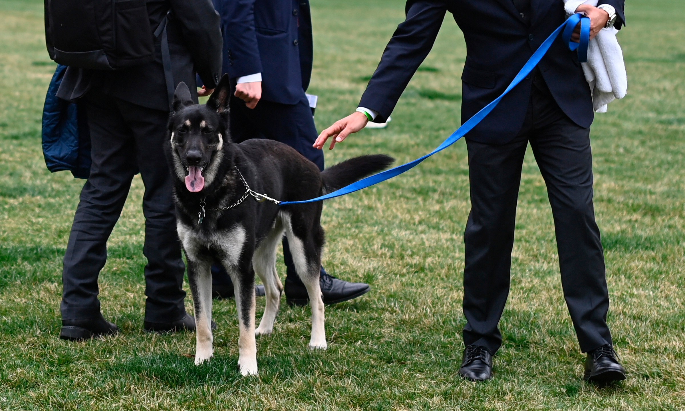 A handler walks Major, one of President Joe Biden and first lady Jill Biden's dogs, on the South Lawn of the White House in Washington, Wednesday, March 31, 2021. (Mandel Ngan/Pool via AP)