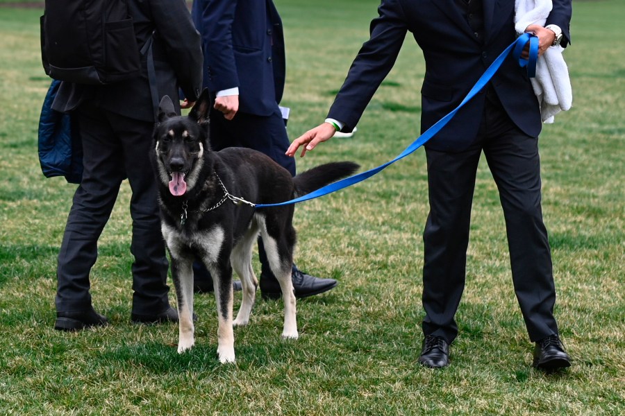 A handler walks Major, one of President Joe Biden and first lady Jill Biden's dogs, on the South Lawn of the White House in Washington, Wednesday, March 31, 2021. (Mandel Ngan/Pool via AP)