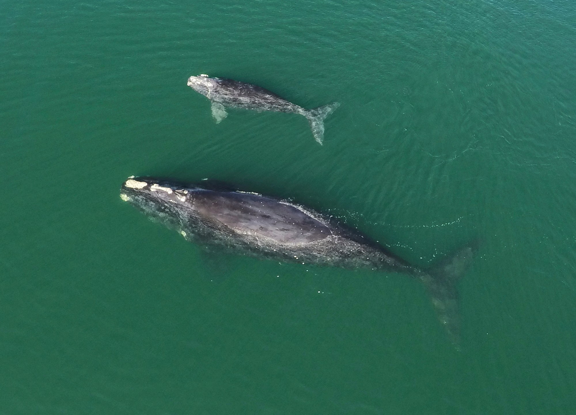 This Jan. 19, 2021 photo provided by the Georgia Department of Natural Resources shows a North Atlantic right whale mother and calf in waters near Wassaw Island, Ga. Scientists recorded 17 newborn right whale calves during the critically endangered species' winter calving season off the Atlantic coast of the southeastern U.S. (Georgia Department of Natural Resources/NOAA Permit #20556 via AP)