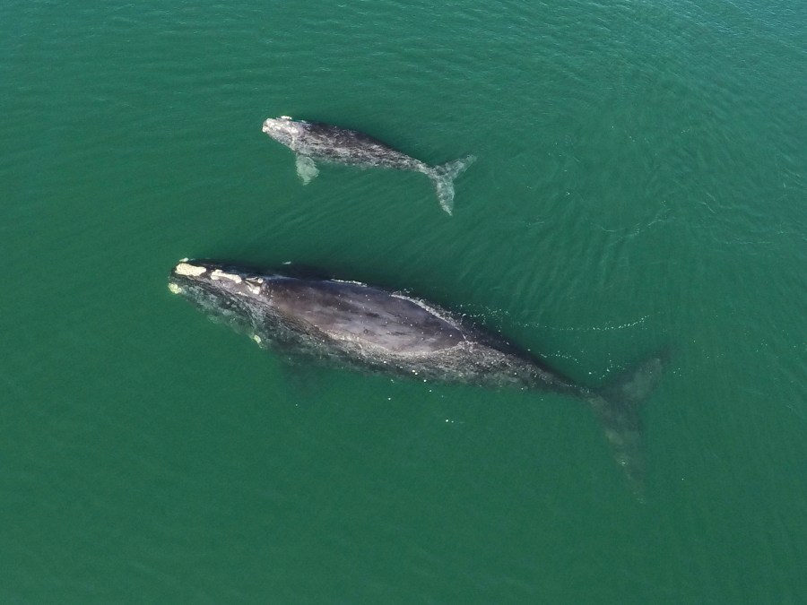 This Jan. 19, 2021 photo provided by the Georgia Department of Natural Resources shows a North Atlantic right whale mother and calf in waters near Wassaw Island, Ga. Scientists recorded 17 newborn right whale calves during the critically endangered species' winter calving season off the Atlantic coast of the southeastern U.S. (Georgia Department of Natural Resources/NOAA Permit #20556 via AP)