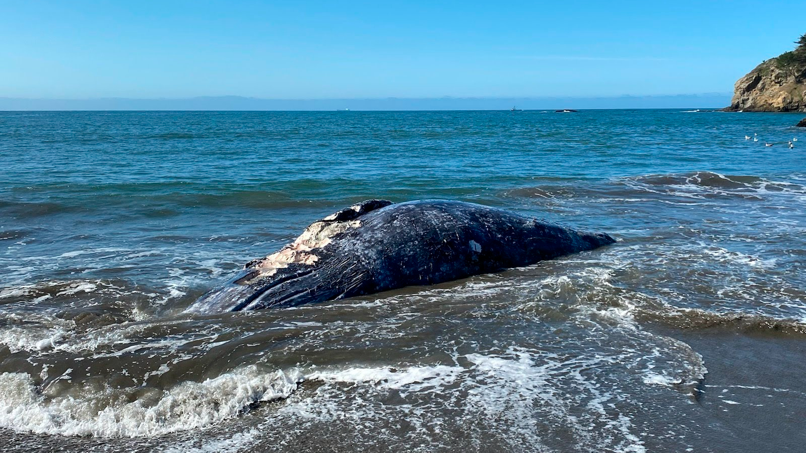 An adult female gray whale that washed up on Muir Beach on April 8, 2021, is seen in a photo provided by the Marine Mammal Center.