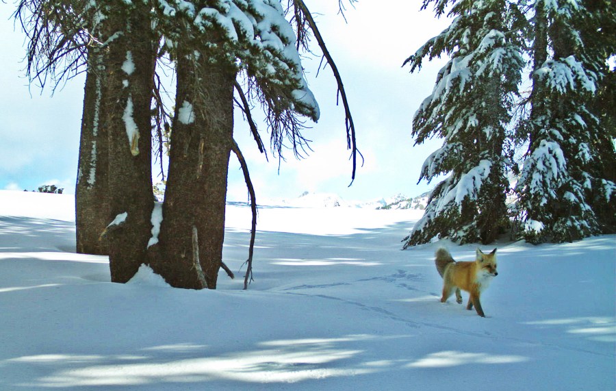 FILE - In this Dec. 13, 2014 file photo provided by the National Park Service from a remote motion-sensitive camera, a Sierra Nevada red fox walks in Yosemite National Park. An environmental group filed a lawsuit Thursday, April 15, 2021, alleging the federal government has failed to act on petitions to protect nine different species under the Endangered Species Act and failed to designate critical habitat for 11 others. The complaint covers species from Oregon to Delaware and asks the U.S. Fish and Wildlife Service to make decisions on the species after years of delays. (National Park Service via AP, File)