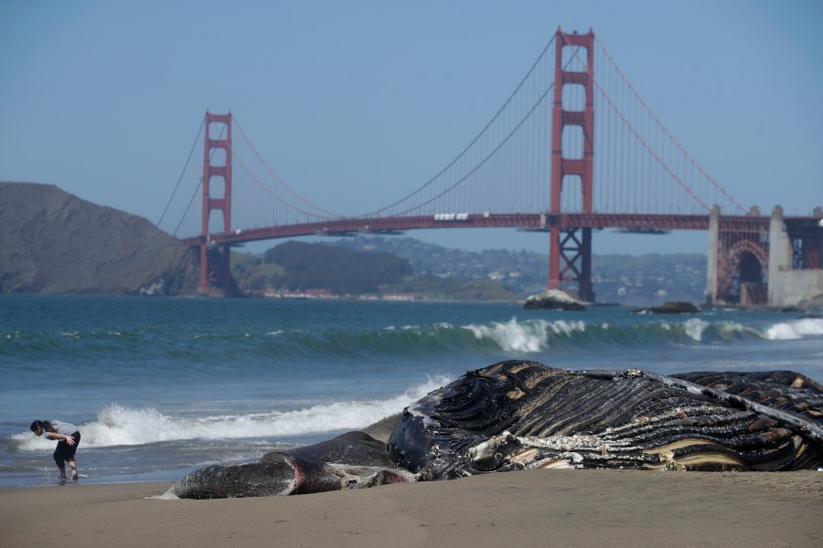 In this Tuesday, April 21, 2020, file photo, a dead humpback whale is shown in front of the Golden Gate Bridge at Baker Beach in San Francisco. (AP Photo/Jeff Chiu, File)