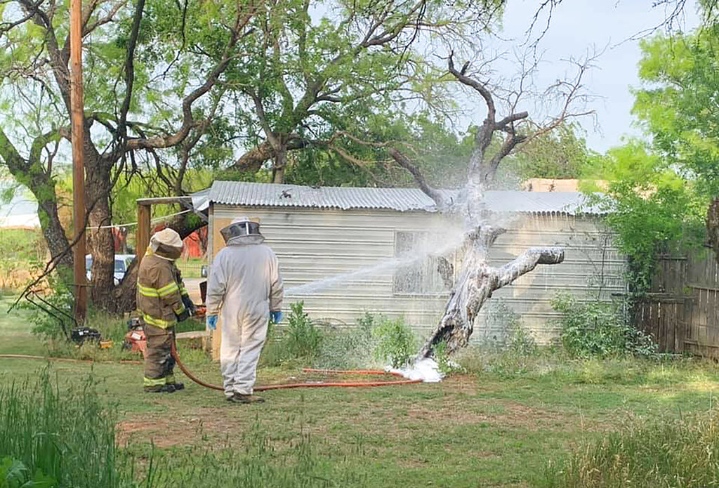 This April 26, 2021, photo provided by the Breckenridge Fire Department in Breckenridge, Texas, shows BFD firefighter, Chad Skiles and beekeeper Joey Venekamp use foam to destroy a bee hive filled with an aggressive swarm of bees outside the home of Thomas Hicks, in Breckridge, Texas. (Calvin Chaney/Breckenridge Fire Department via AP)