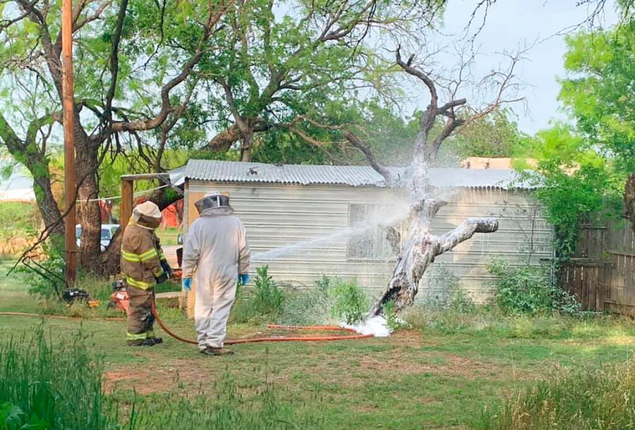 This April 26, 2021, photo provided by the Breckenridge Fire Department in Breckenridge, Texas, shows BFD firefighter, Chad Skiles and beekeeper Joey Venekamp use foam to destroy a bee hive filled with an aggressive swarm of bees outside the home of Thomas Hicks, in Breckridge, Texas. (Calvin Chaney/Breckenridge Fire Department via AP)