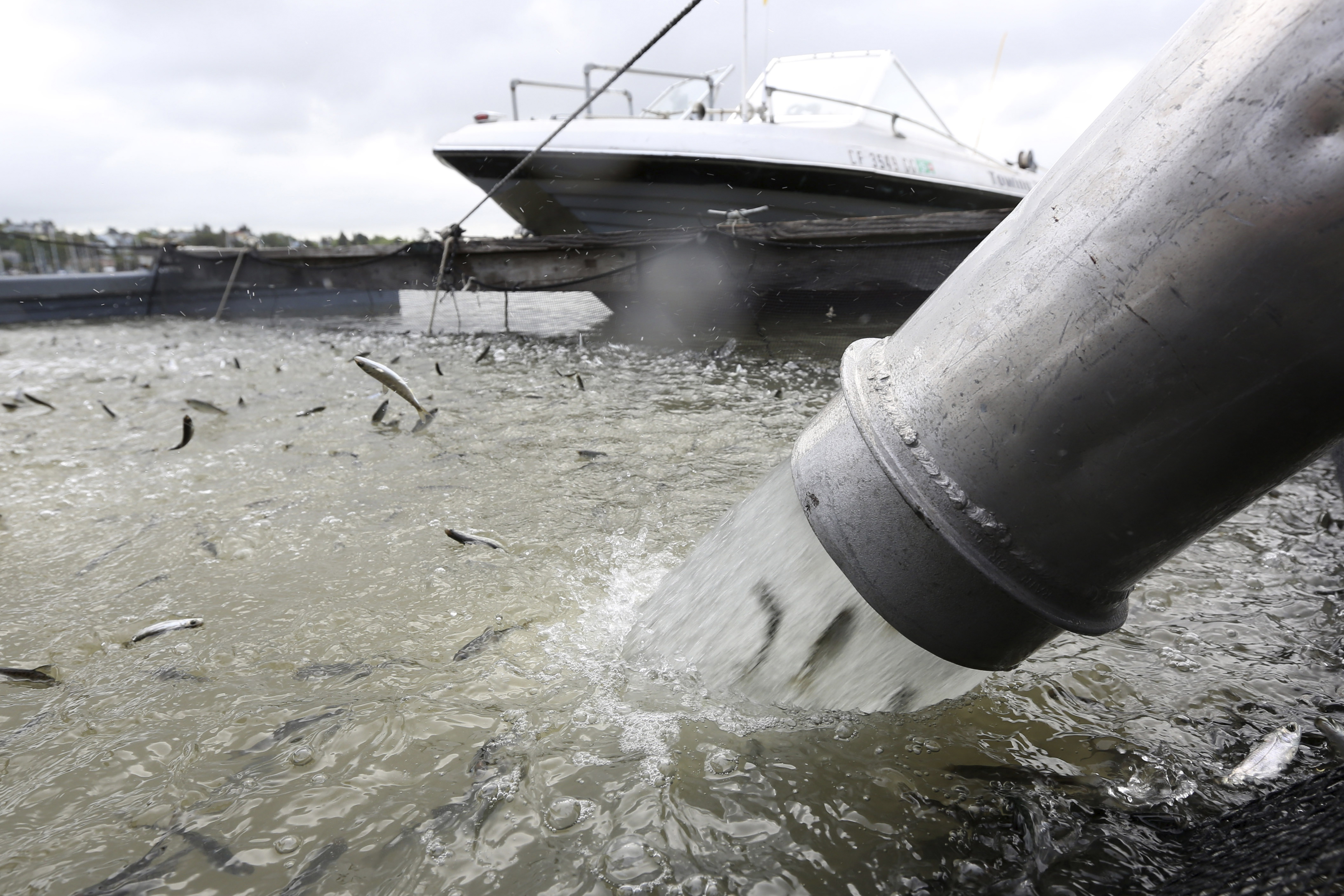 In this April 24, 2014, file photo, young salmon that have been transported by tanker truck from the Coleman National Fish hatchery are loaded into a floating net suspended on a pontoon barge at Mare Island, Calif. (AP Photo/Rich Pedroncelli, File)