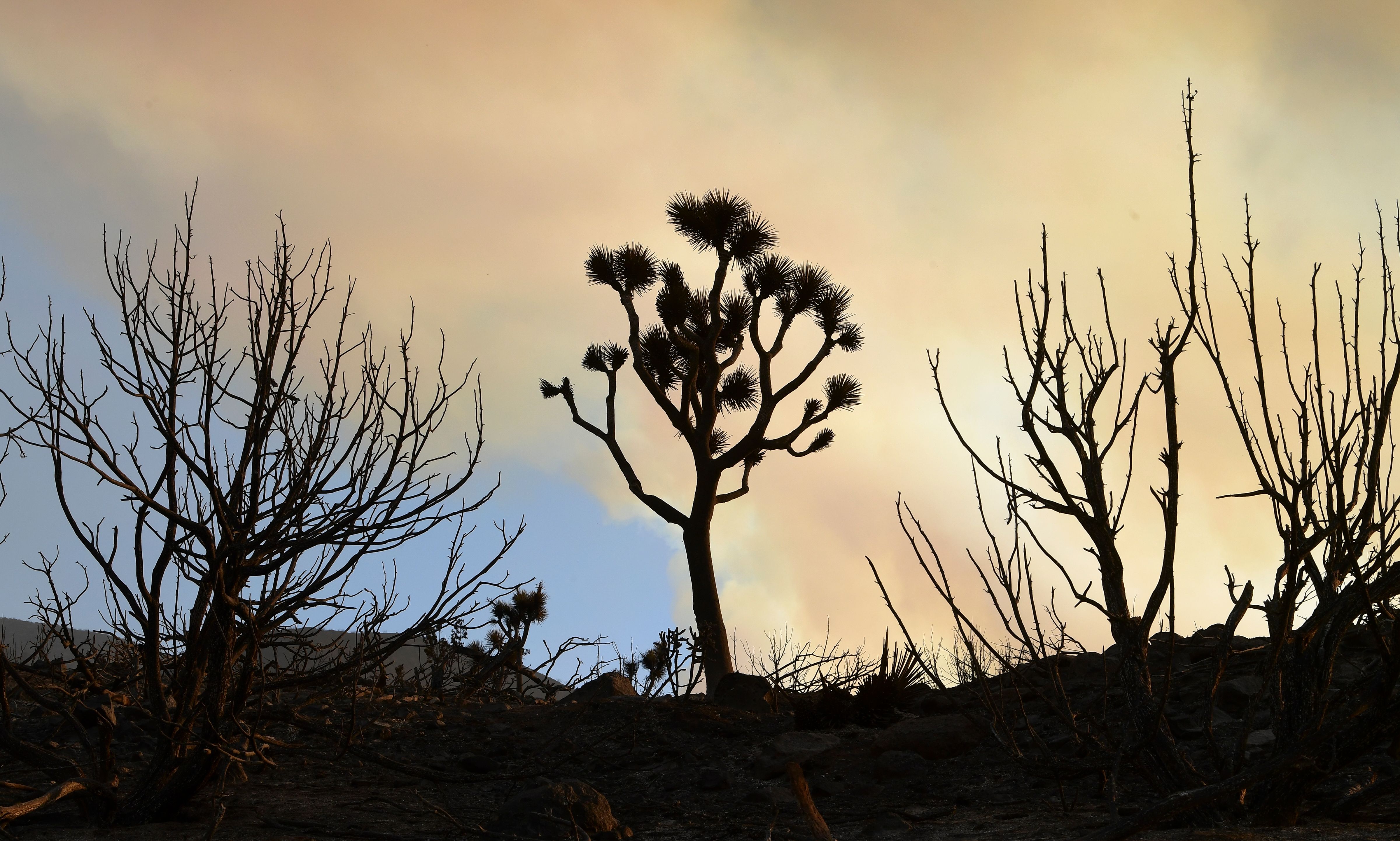 Fire-ravaged desert plants like the Joshua Tree (C) line a scorched landscape from the Bobcat Fire in the Mojave Desert community of Juniper Hills, Calif. on Sept. 19, 2020. (FREDERIC J. BROWN/AFP via Getty Images)