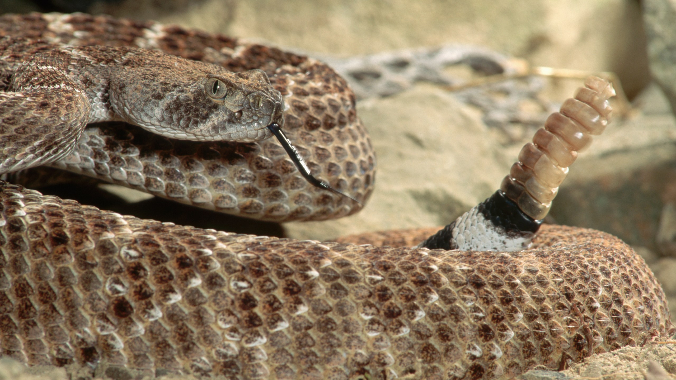 A rattlesnake is seen in a file photo. (iStock/Getty Images Plus)