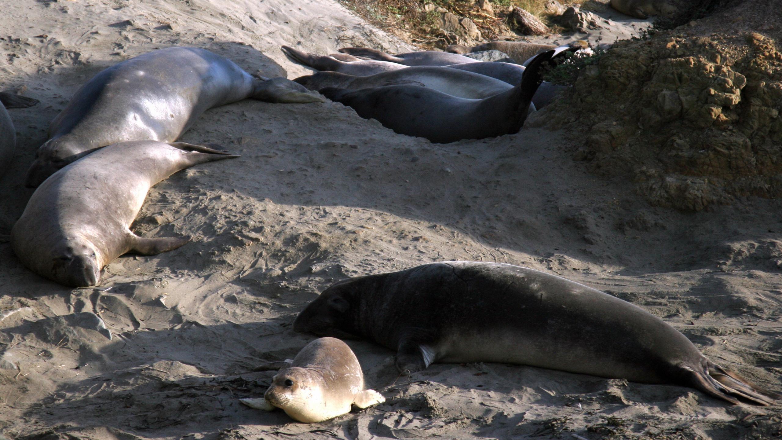 Elephant seals are seen on the Piedras Blancas' beach, near Carmel, Calif., on Dec. 25, 2006. Elephant seals come ashore and form colonies for only a few months of each year to give birth, breed and molt. The rest of the year, the colonies disperse and individuals spend most of their time in pursuit of food, a quest which involves swimming thousands of miles and diving to great depths. (GABRIEL BOUYS/AFP via Getty Images)