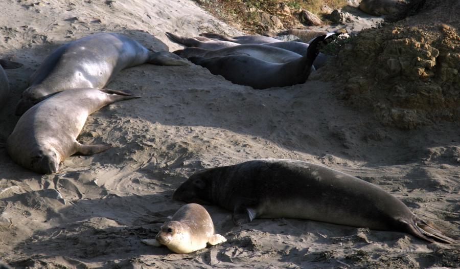 Elephant seals are seen on the Piedras Blancas' beach, near Carmel, Calif., on Dec. 25, 2006. Elephant seals come ashore and form colonies for only a few months of each year to give birth, breed and molt. The rest of the year, the colonies disperse and individuals spend most of their time in pursuit of food, a quest which involves swimming thousands of miles and diving to great depths. (GABRIEL BOUYS/AFP via Getty Images)