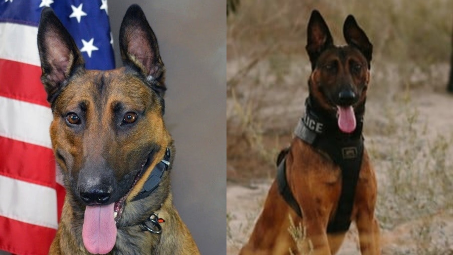 K-9 Jango is seen in photos released by the Bakersfield Police Department.