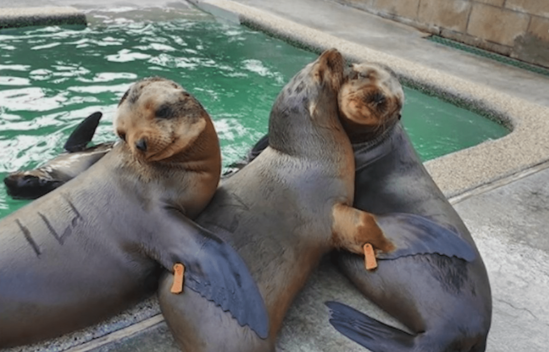 (Marine Mammal Care Center)