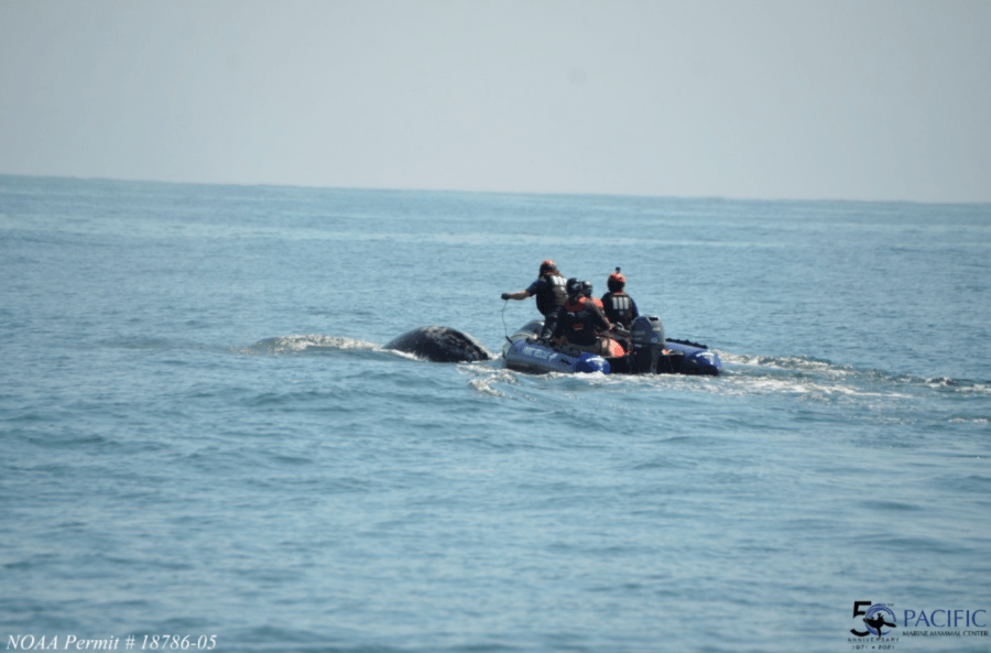 A crew works to free an entangled whale calf off the coast of Orange county in this undated image provided by the Pacific Marine Mammal Center.