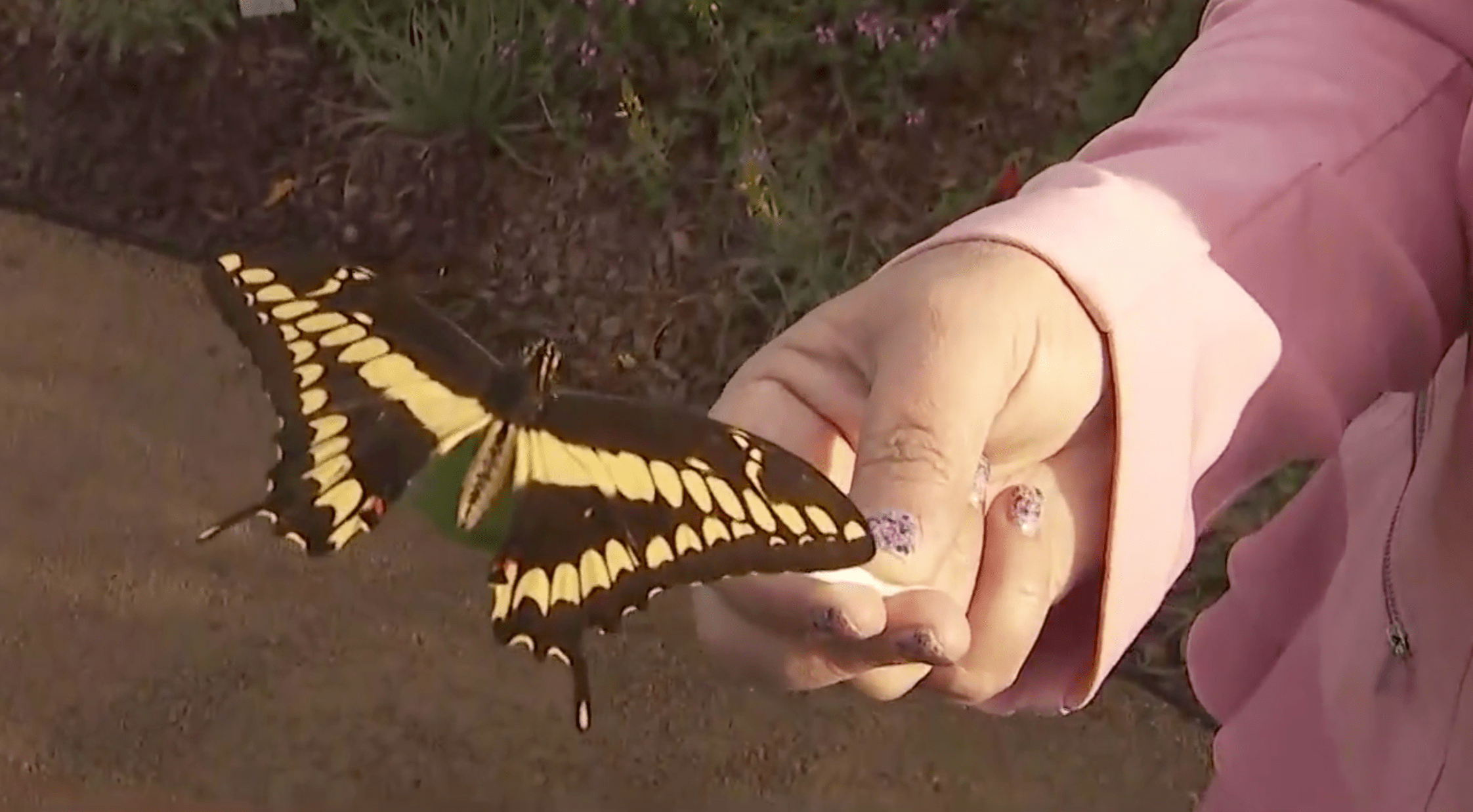 A butterfly seen at South Coast Botanic Garden on April 25, 2021. (KTLA)