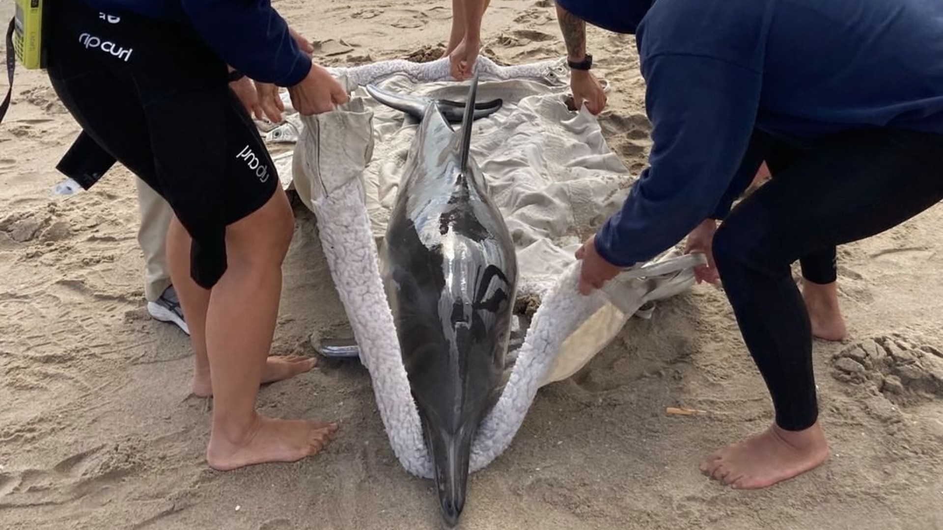 Rescuers worked to transport a struggling juvenile dolphin to a local care facility after it repeatedly beached itself Wednesday. (Los Angeles County Fire Department Lifeguard Division)