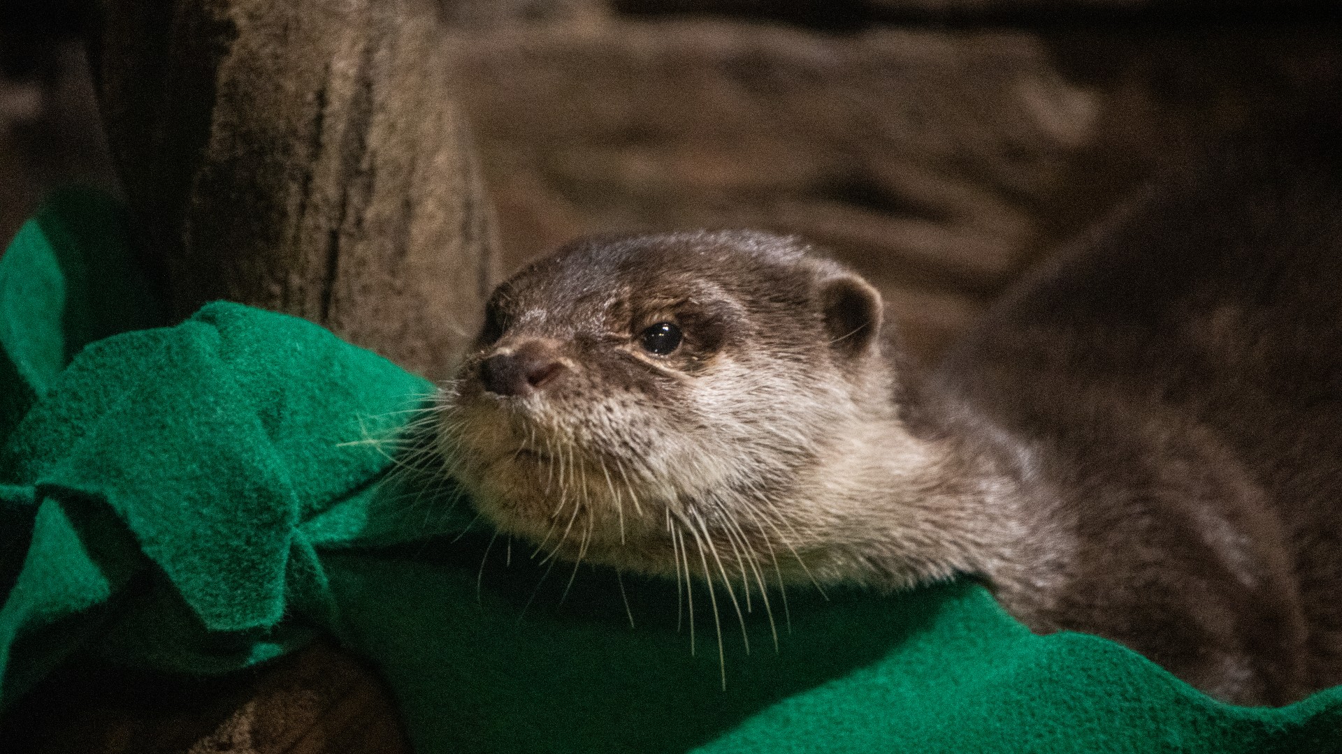 An otter is seen in a photo released by the Georgia Aquarium in Atlanta.