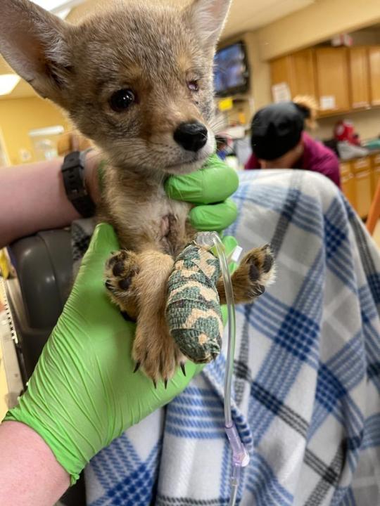 Hikers in Palm Springs found an injured coyote pup in early May 2021, and a local wildlife preserve is caring for the orphaned animal, named Twenty Twenty. (Magic Jungle Wildlife Preserve)