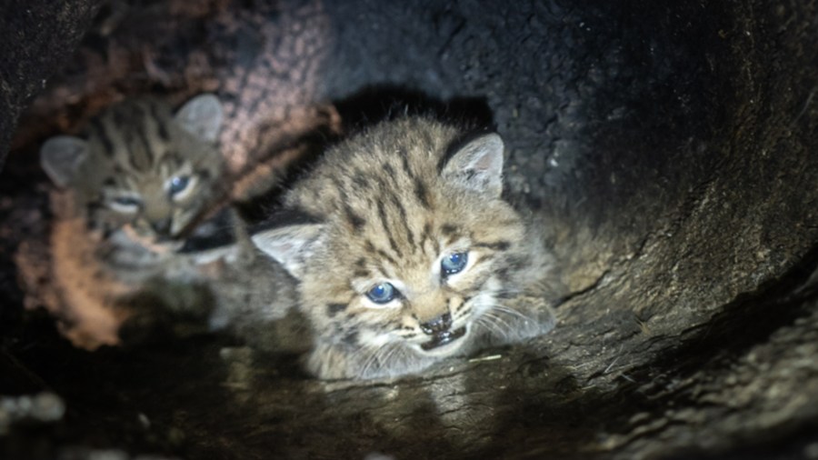 Using the mom's (B-370) GPS collar, the National Park Service biologists located a female bobcat in a cavity of a large oak tree on April 15, 2021. She was in an area that was intensely burned during the Woolsey Fire that swept through Calabasas and other areas in the Santa Monica Mountains in November 2018.