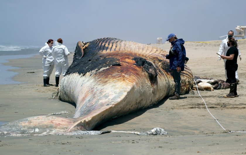 Scientists from the Pacific Marine Mammal Center of Laguna Beach on May 20, 2021, take samples and study an endangered fin whale that washed up at Bolsa Chica State Beach. (Raul Roa / L.A. Times Community News)