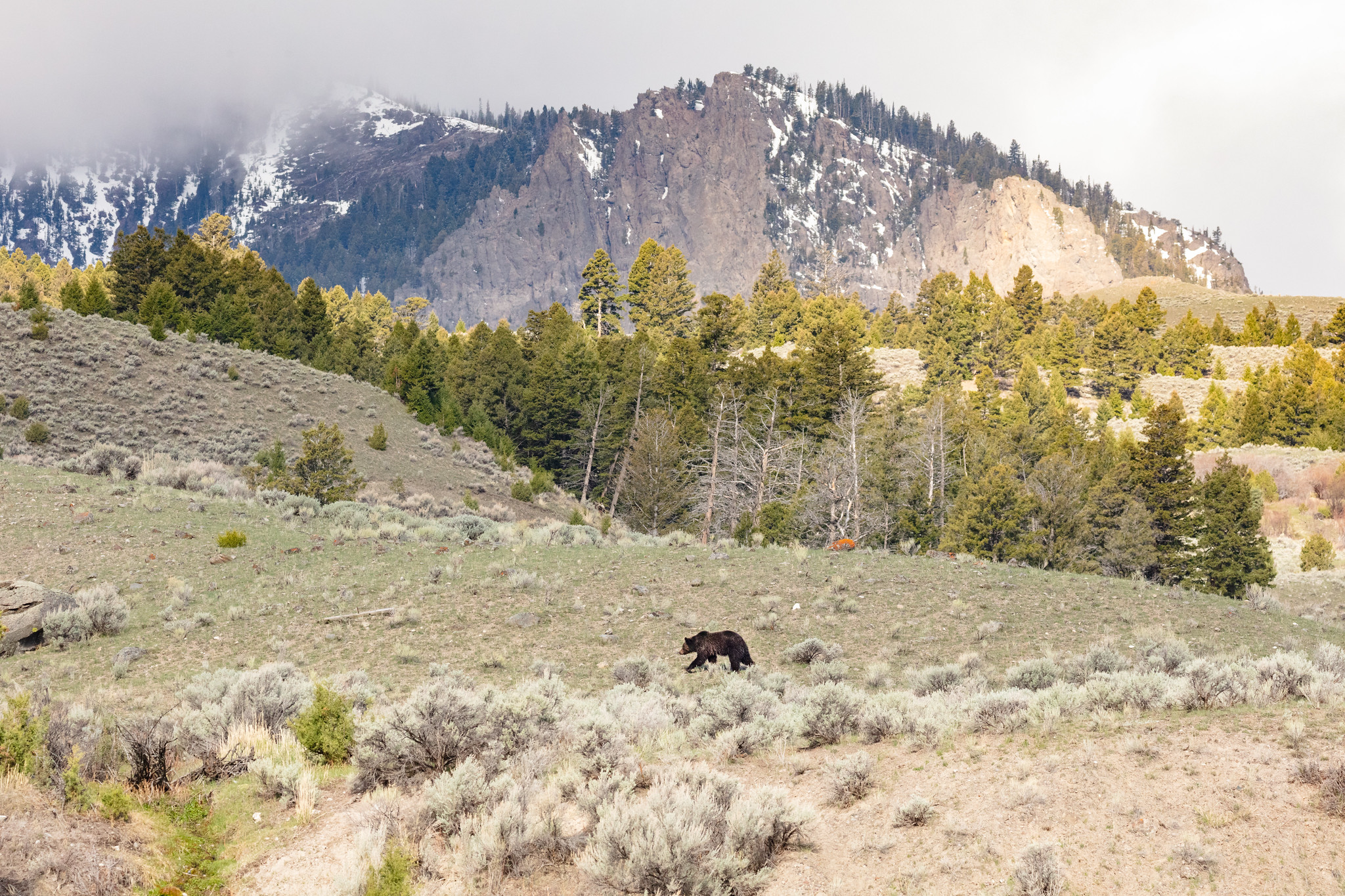 A grizzly bear walks above the Gardner River near the Boiling River parking area in Yellowstone National Park in an undated photo released by the National Park Service.