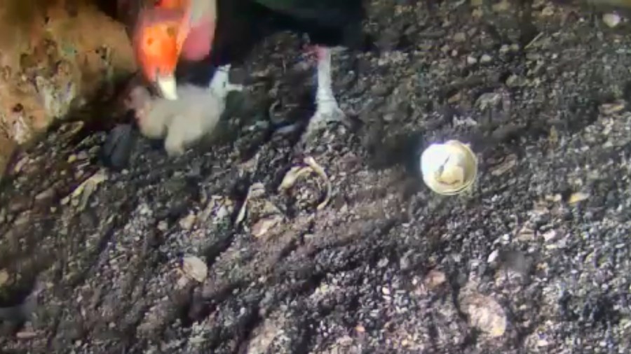 In this image provided by the National Park Service, a California condor nestling is seen on the Pinnacles National Park web cam on April 19, 2021.