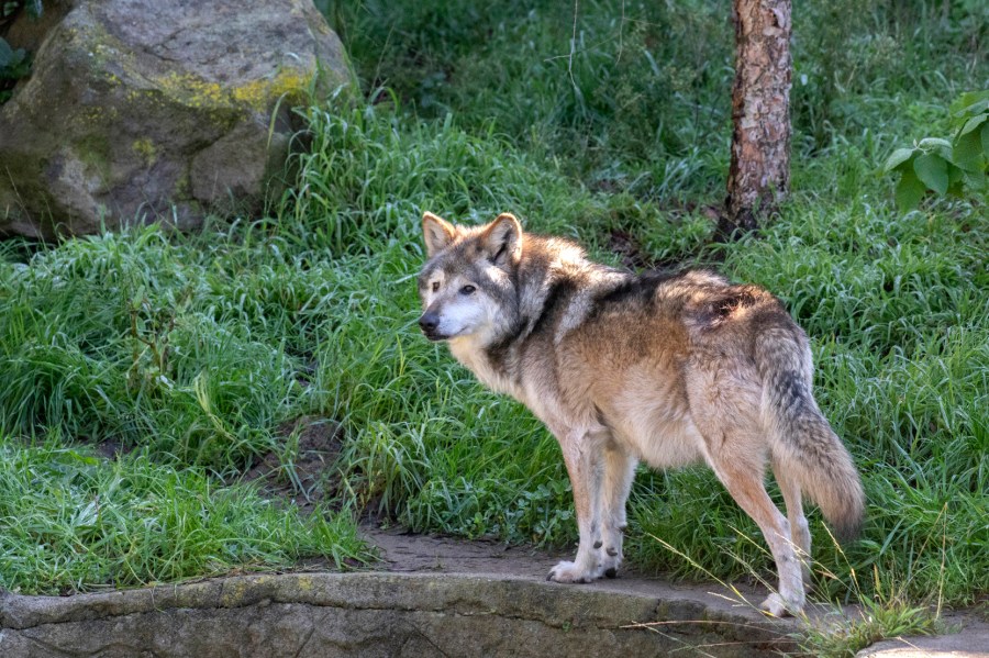 In this undated photo provided by the San Francisco Zoo & Gardens, Garcia, a Mexican gray wolf, is seen at the zoo. The wolf died there Tuesday, May 4, 2021, at the advanced age of 15 after experiencing a recent decline. The Mexican gray wolf once was abundant in Mexico and the Southwestern United States but by the 1970s had been nearly wiped out by hunters and ranchers. Garcia was one of three male siblings brought to the San Francisco zoo in 2016 as part of the conservation effort. (Marianne V. Hale/San Francisco Zoo & Gardens via AP)