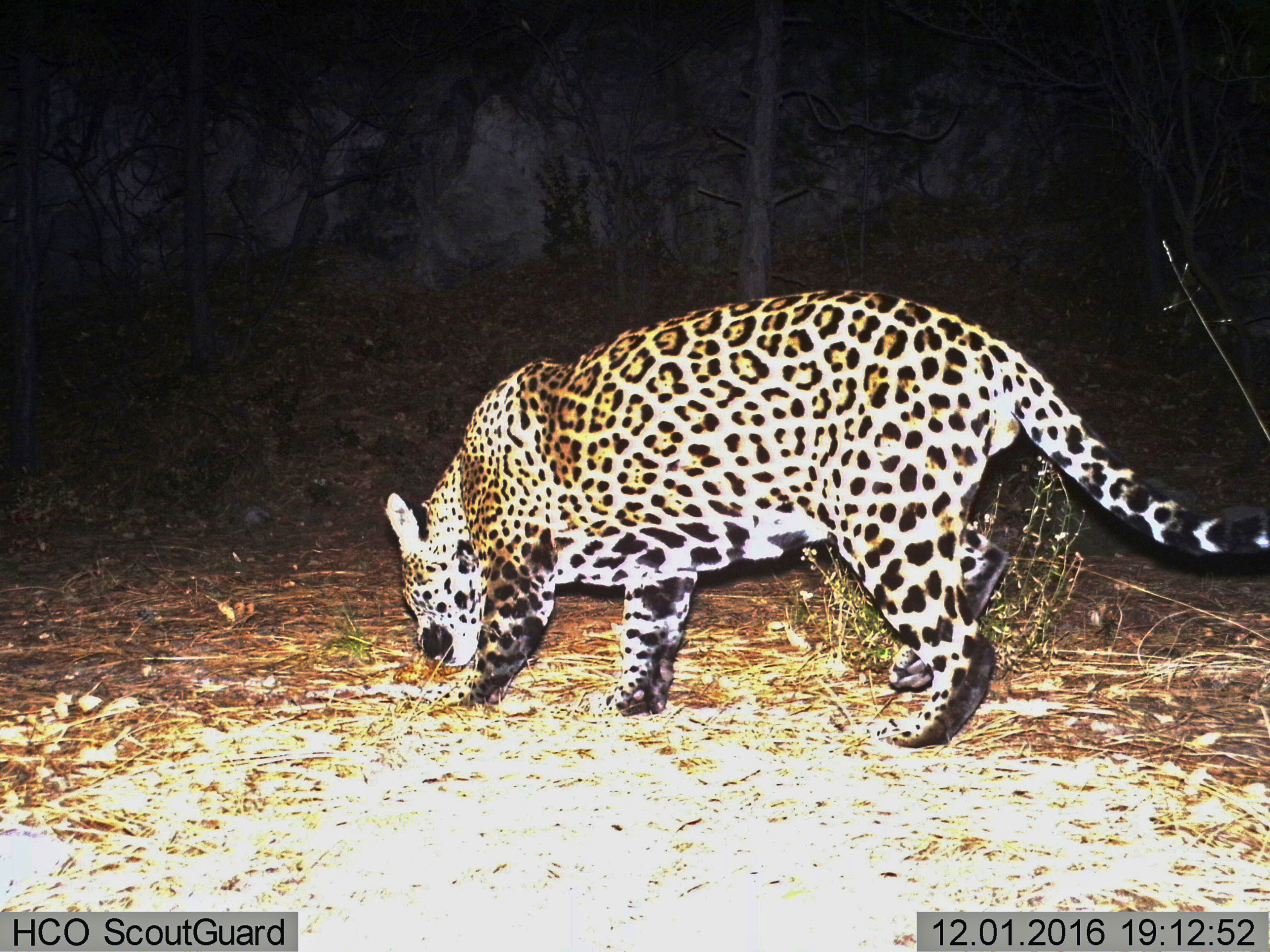 This Dec. 1, 2016 file image from video provided by Fort Huachuca shows a wild jaguar in southern Arizona. (Fort Huachuca via AP, File)This Dec. 1, 2016 file image from video provided by Fort Huachuca shows a wild jaguar in southern Arizona. (Fort Huachuca via AP, File)