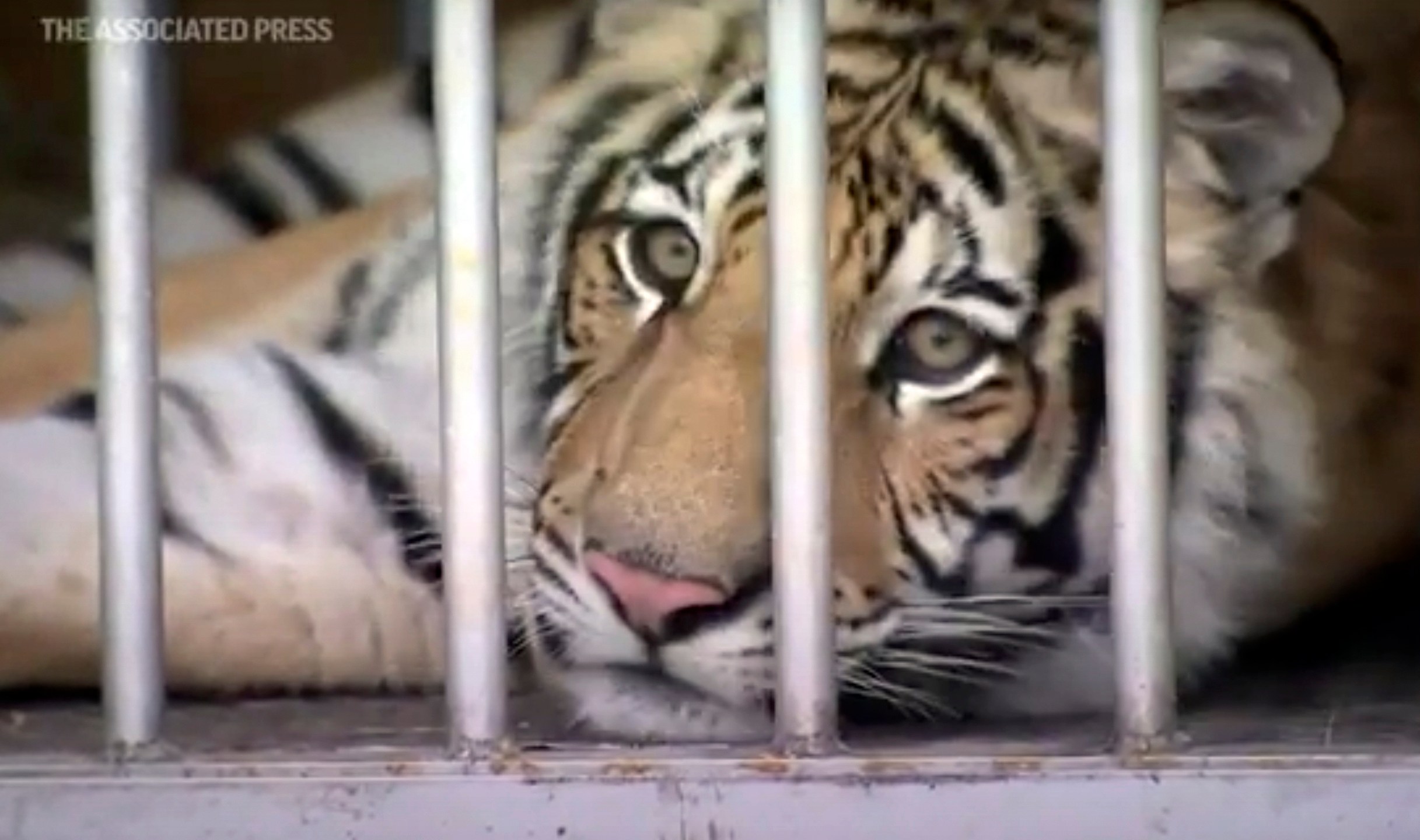 This frame grab from video provided by the Houston Police Department shows a tiger that was found after a nearly week-long search in Houston. (Courtesy of Houston Police Department via AP)