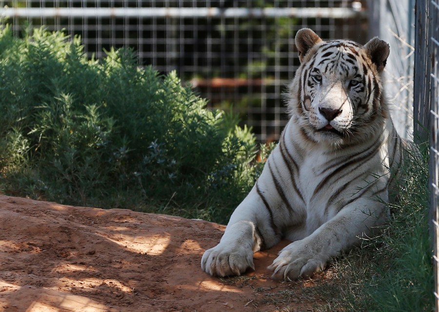 In this Wednesday, Aug. 28, 2013, file photo, one of the tigers living at the Greater Wynnewood Exotic Animal Park is pictured at the park in Wynnewood, Okla. (AP Photo/Sue Ogrocki, File)