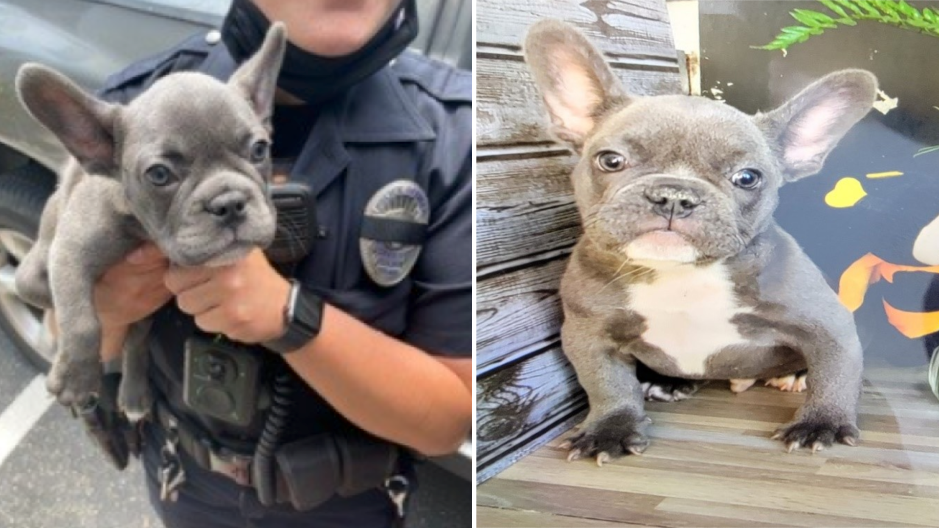 A French Bulldog reunited with its owner after an armed robbery in Culver City is seen in photos released by the Culver City Police Department on May 16, 2021.