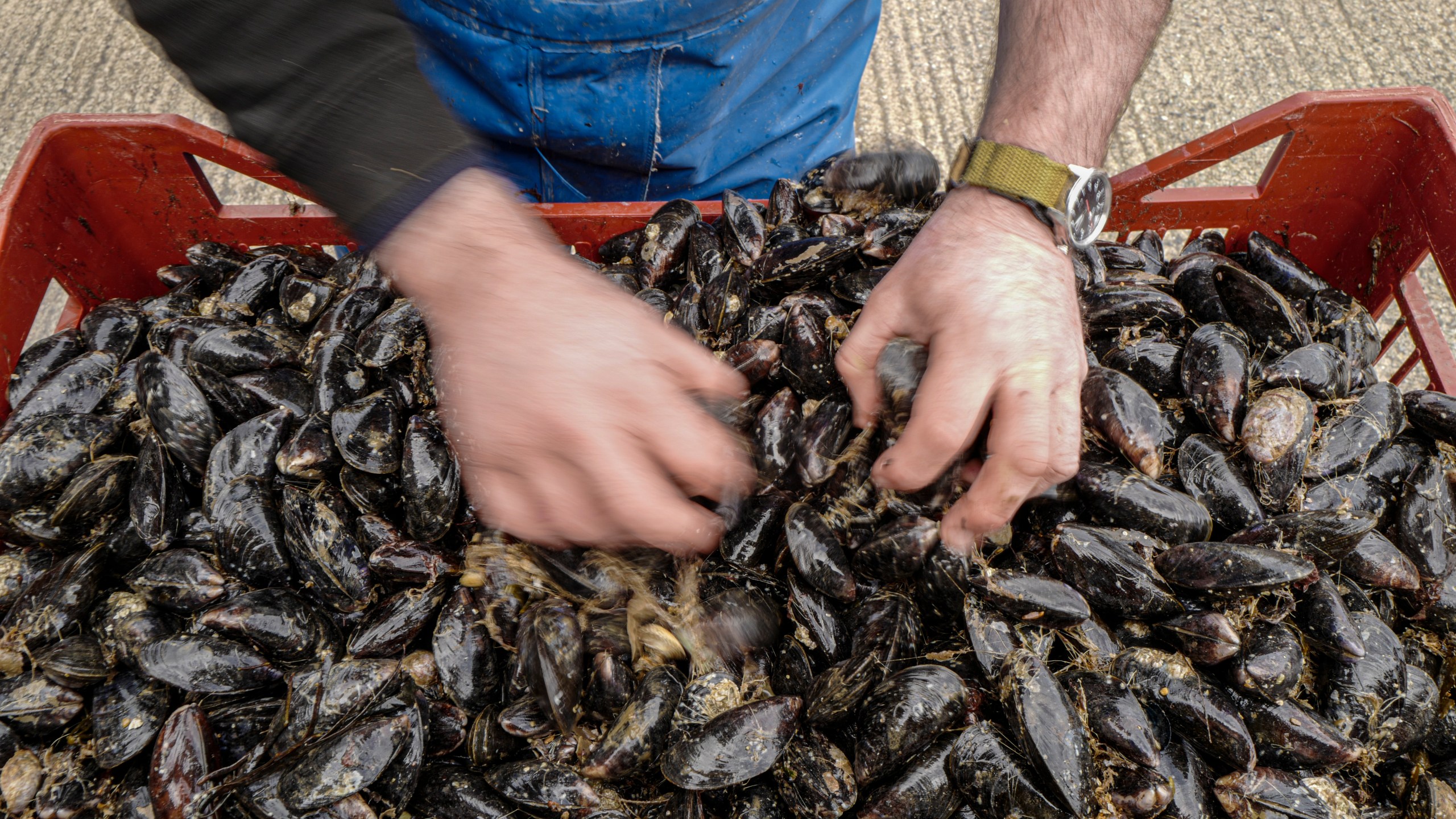 Martin Laity, co-owner of Cornwall shellfish merchants Sailors Creek, sorts mussels for purification on March 12, 2021 in Flushing, Falmouth, United Kingdom. (Hugh Hastings/Getty Images)