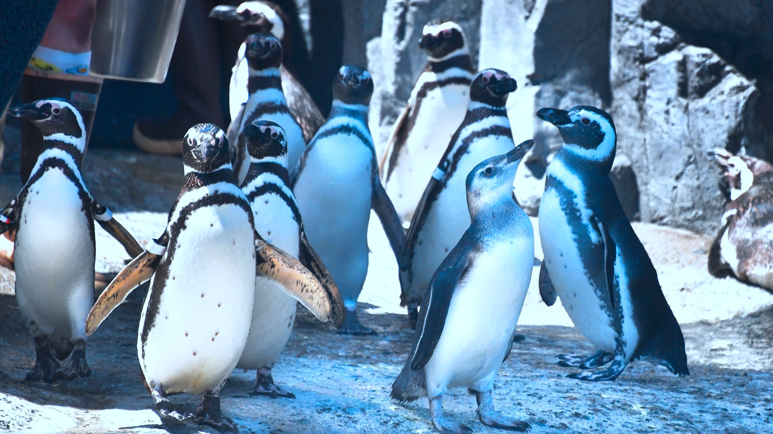 Magellanic penguins, including an unnamed months-old chick penguin (2 R) waddle at the Aquarium of the Pacific's June Keyes Pengiun Habitat on August 10, 2017 in Long Beach. (FREDERIC J. BROWN/AFP via Getty Images)