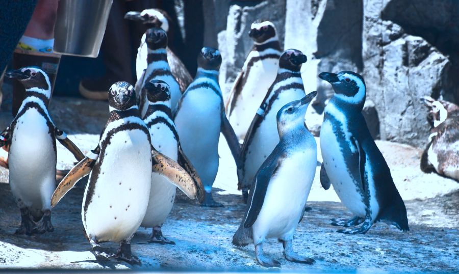 Magellanic penguins, including an unnamed months-old chick penguin (2 R) waddle at the Aquarium of the Pacific's June Keyes Pengiun Habitat on August 10, 2017 in Long Beach. (FREDERIC J. BROWN/AFP via Getty Images)