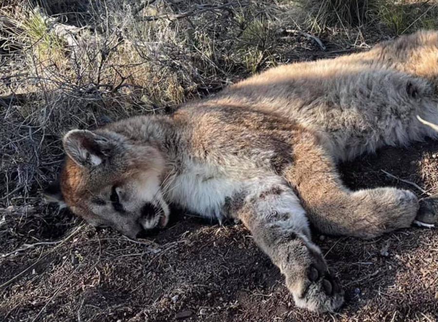 The Modoc County Sheriff's Office shared this photo of a mountain lion after announcing it had been tranquilized to be relocated on May 6, 2021.